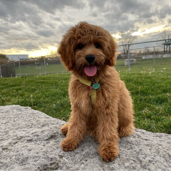 Meet your Posher, Reese 🌱 - Picture 4 of 4